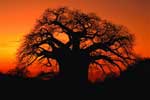 Baobab in Mpumalanga