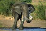 African Elephant in Mpumalanga