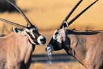 Gemsbok in South Africa