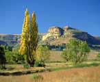 Northern province bushveld